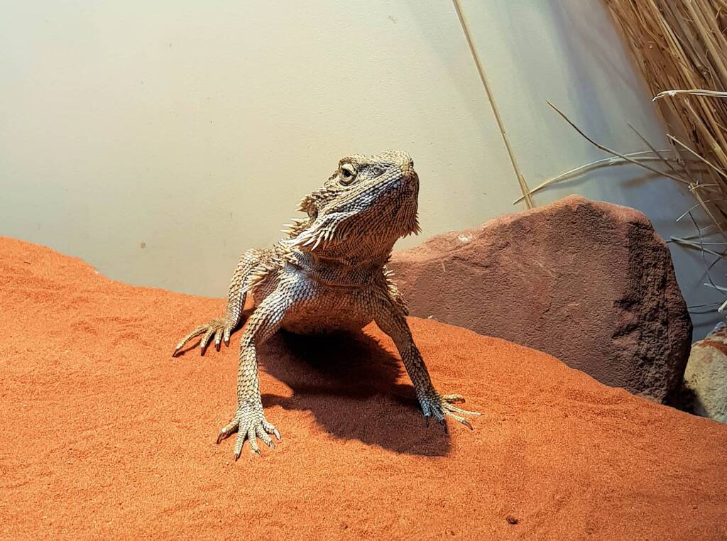 Central Bearded Dragon (Pogona vitticeps), Alice Springs Reptile Centre