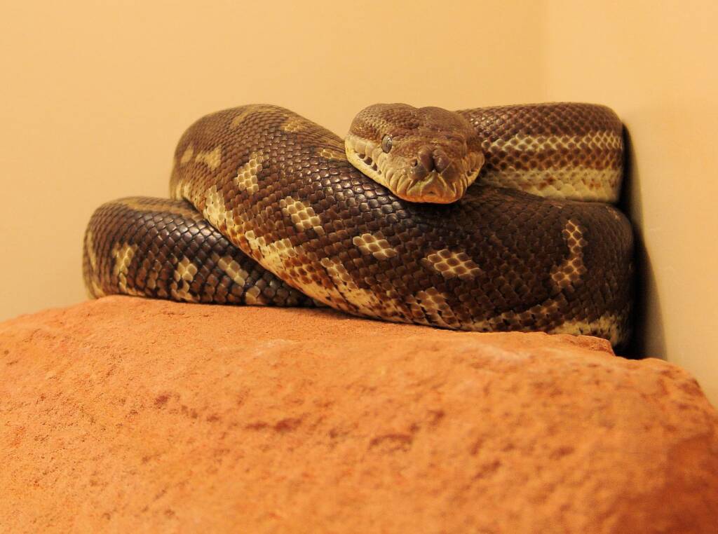 Central Carpet Python (Morelia bredli), Alice Springs Reptile Centre