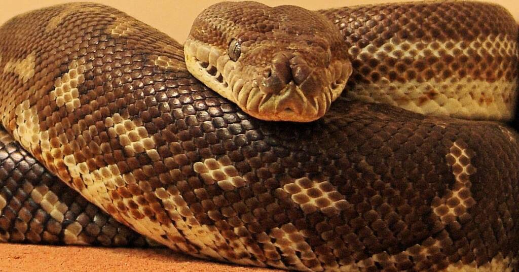 Central Carpet Python (Morelia bredli), Alice Springs Reptile Centre