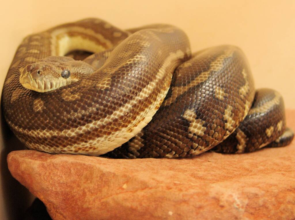Central Carpet Python (Morelia bredli), Alice Springs Reptile Centre