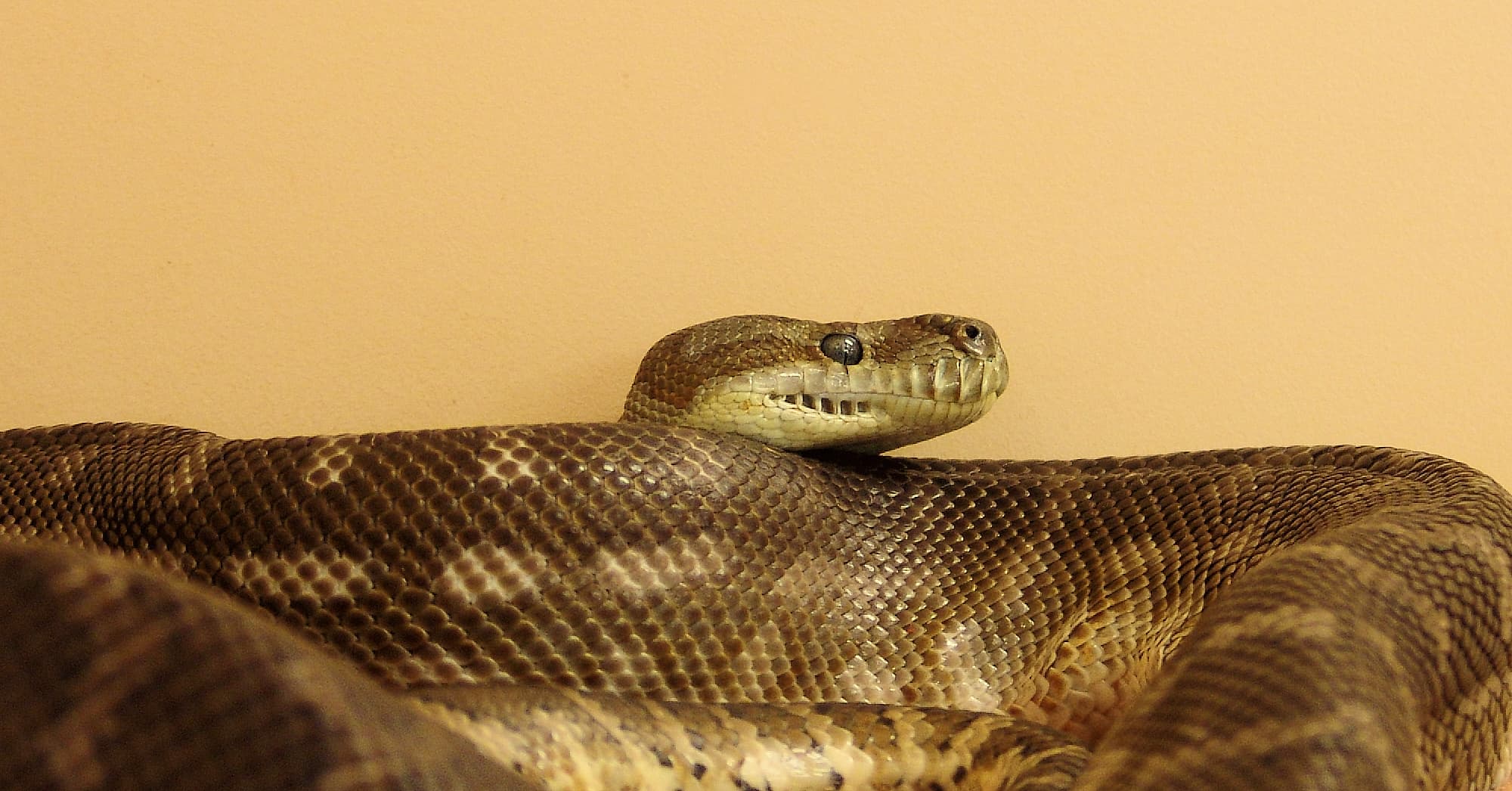 Central Carpet Python (Morelia bredli), Alice Springs Reptile Centre