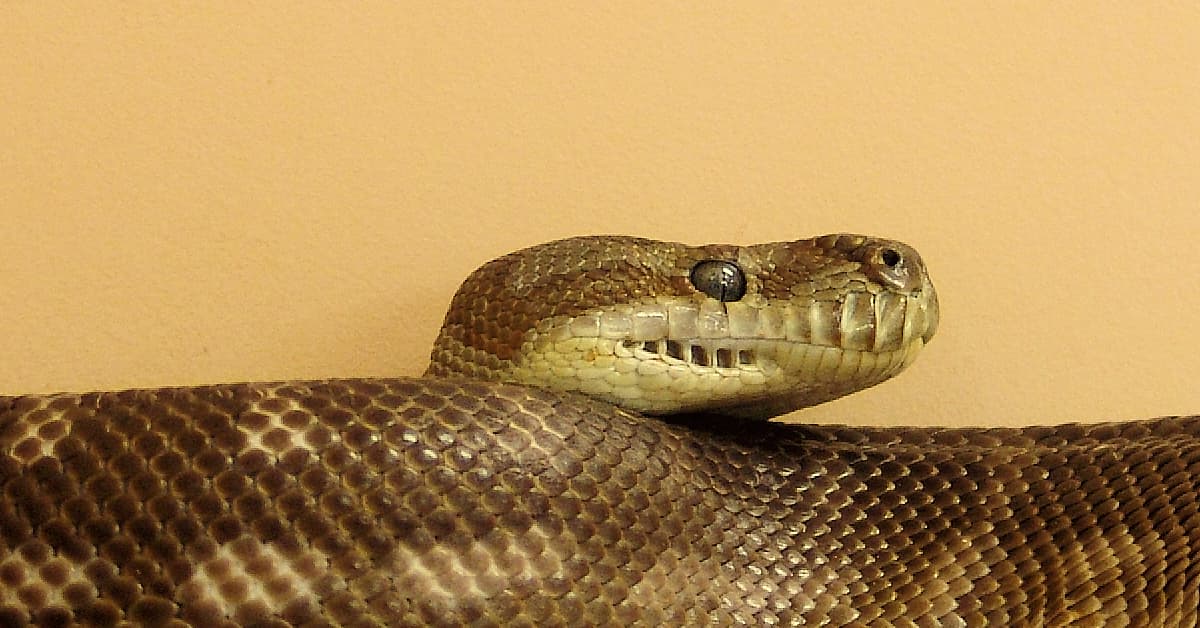 Central Carpet Python (Morelia bredli), Alice Springs Reptile Centre