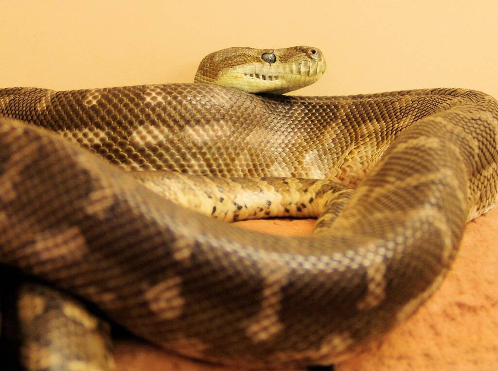 Central Carpet Python (Morelia bredli), Alice Springs Reptile Centre