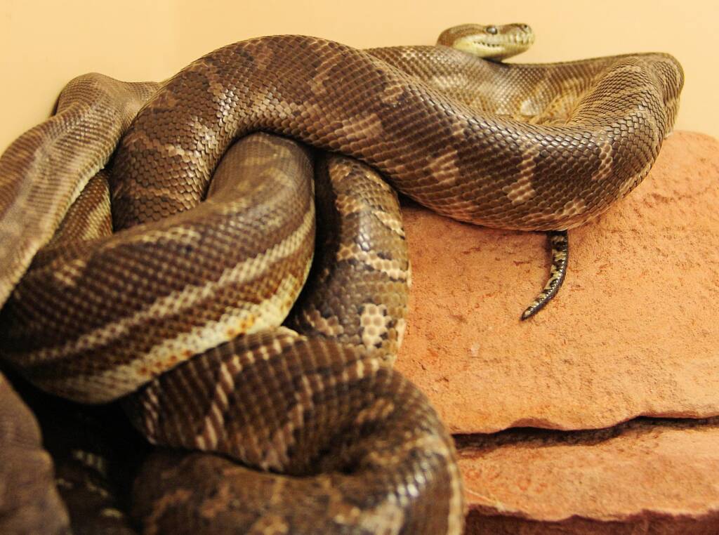 Central Carpet Python (Morelia bredli), Alice Springs Reptile Centre