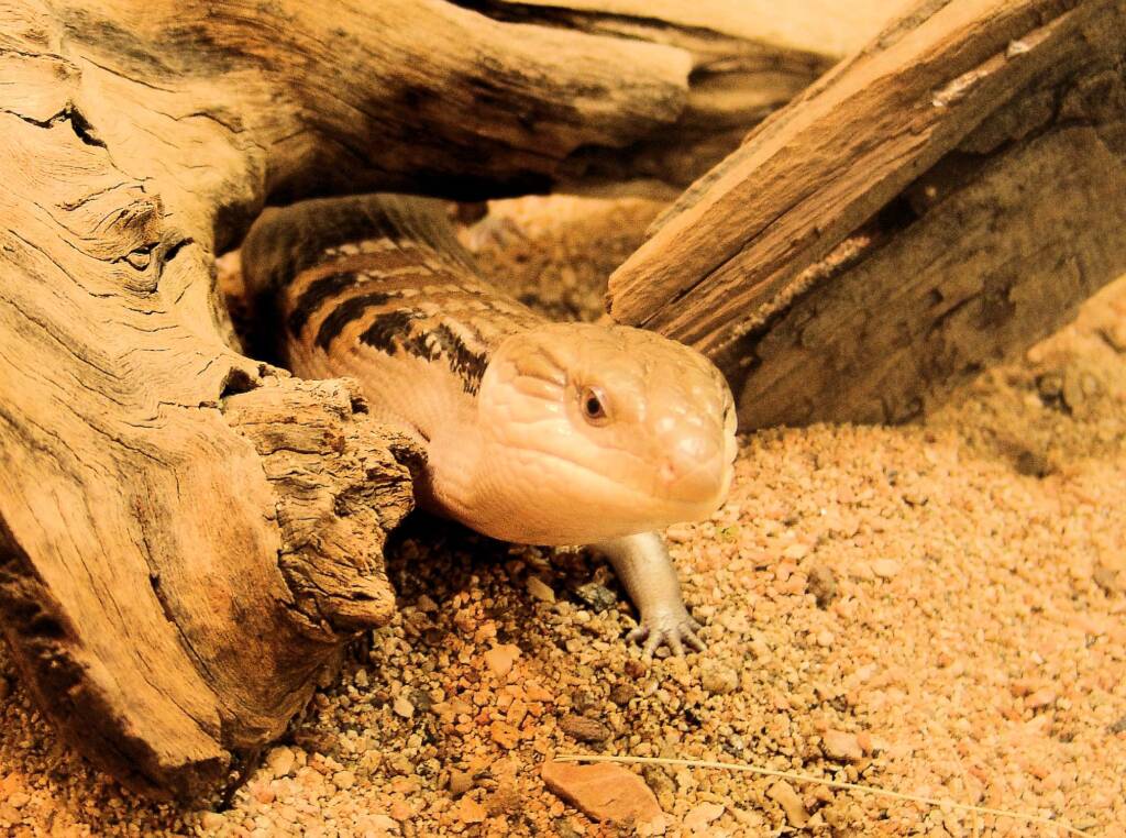 Centralian Blue Tongue Lizard (Tiliqua multifasciata), Alice Springs Reptile Centre