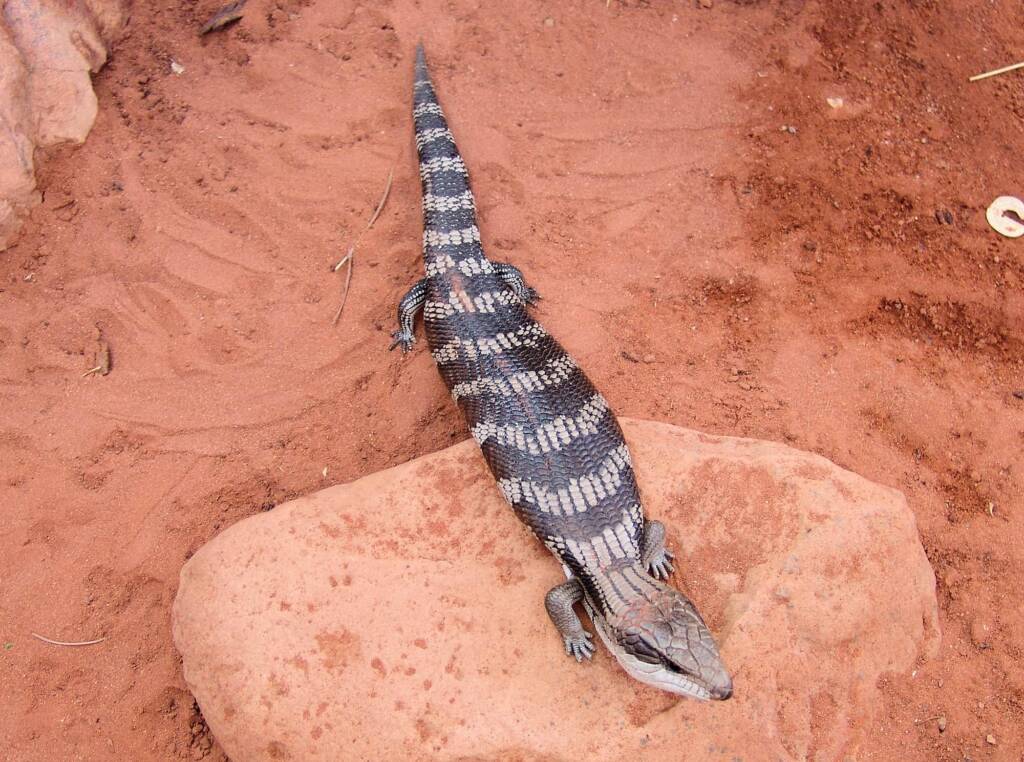 Centralian Blue Tongue Lizard (Tiliqua multifasciata), Alice Springs Reptile Centre