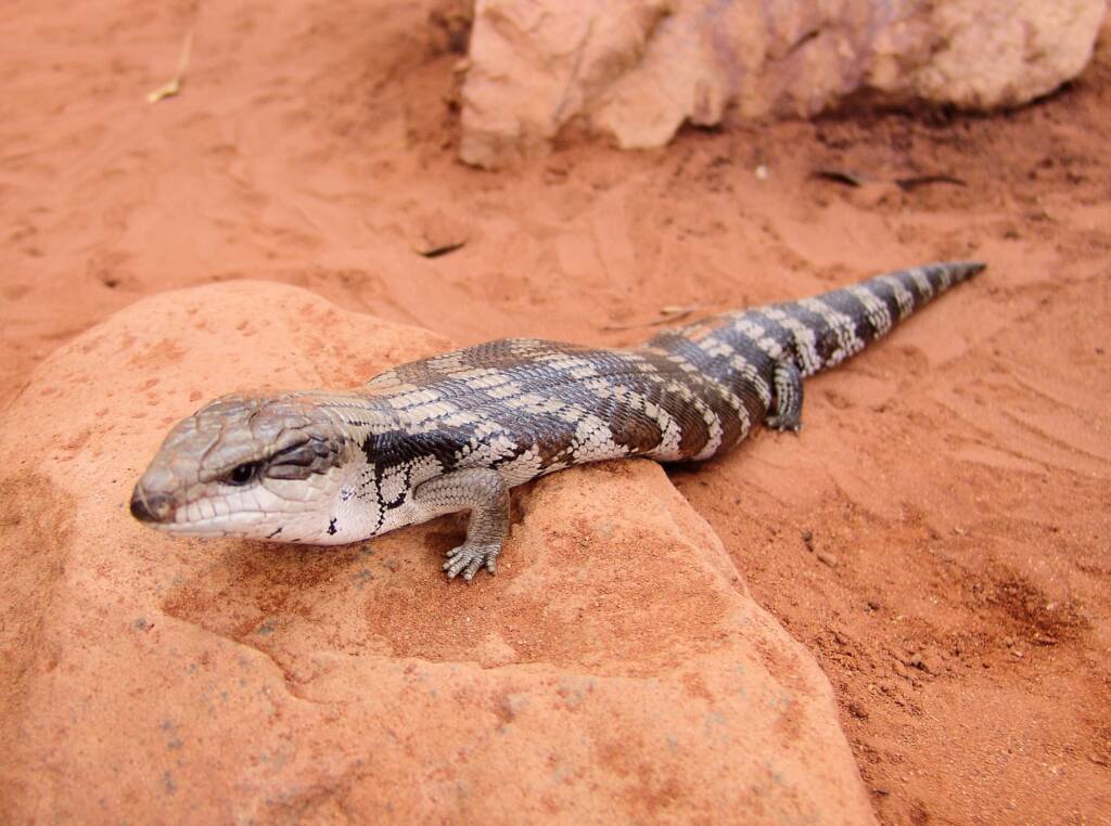 Centralian Blue Tongue Lizard (Tiliqua multifasciata), Alice Springs Reptile Centre