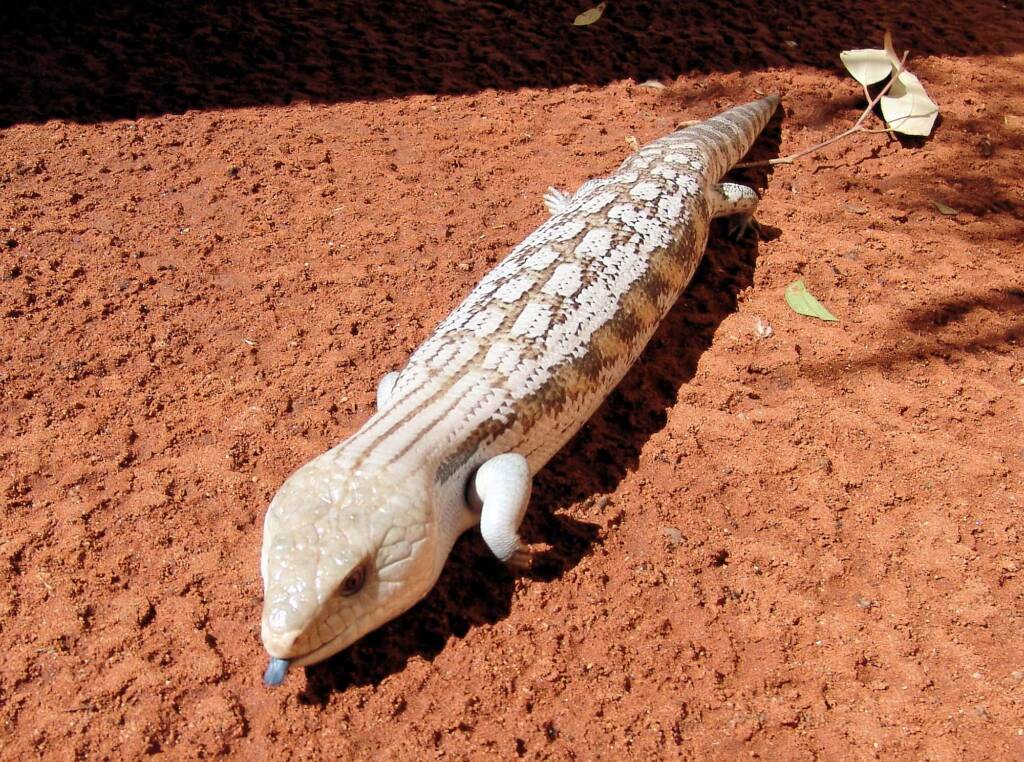 Centralian Blue Tongue Lizard (Tiliqua multifasciata), Alice Springs Reptile Centre