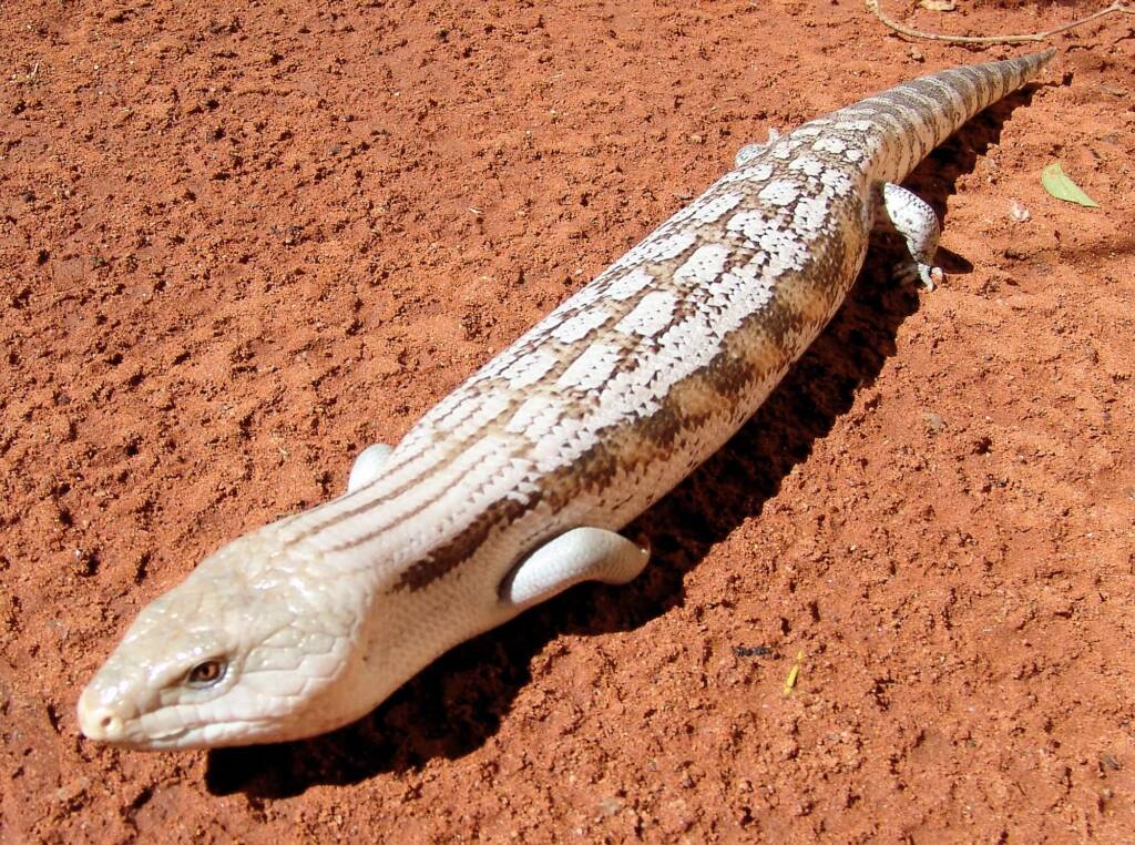 Centralian Blue Tongue Lizard (Tiliqua multifasciata), Alice Springs Reptile Centre