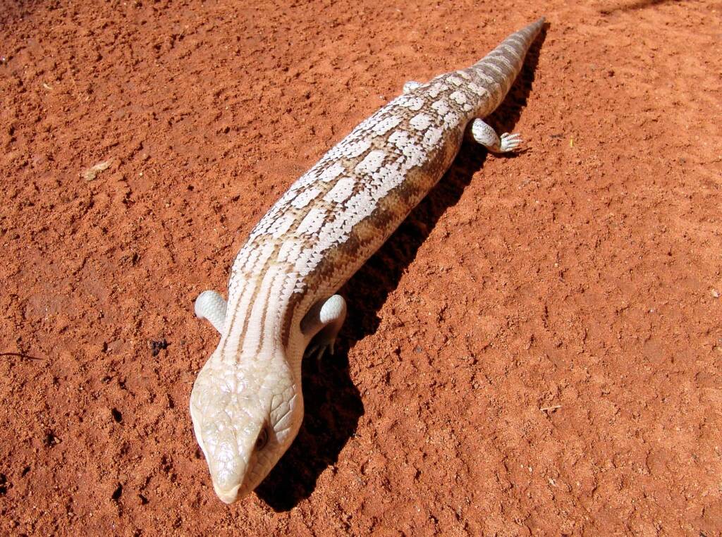 Centralian Blue Tongue Lizard (Tiliqua multifasciata), Alice Springs Reptile Centre