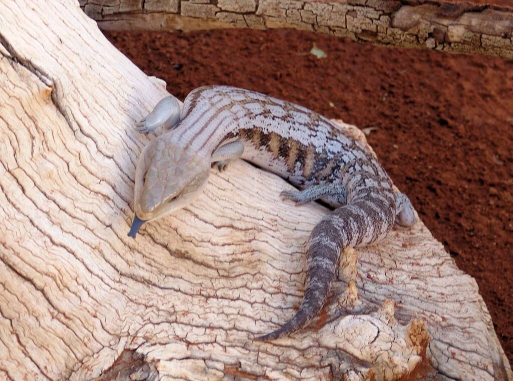 Centralian Blue Tongue Lizard (Tiliqua multifasciata), Alice Springs Reptile Centre