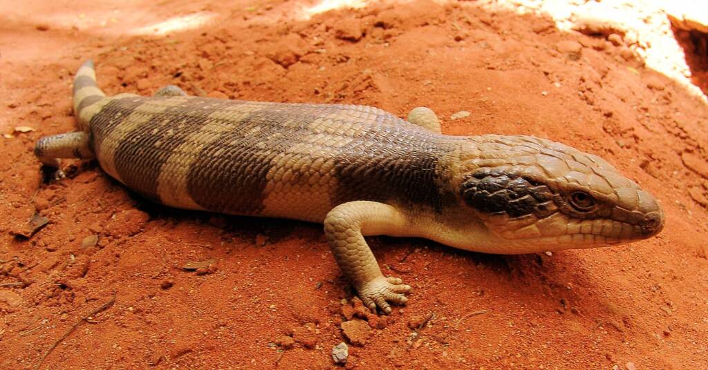 Centralian Blue Tongue Lizard (Tiliqua multifasciata), Alice Springs Reptile Centre