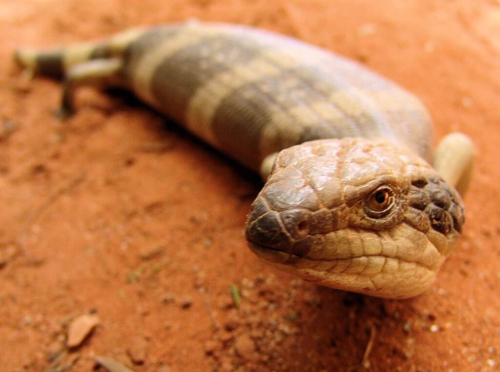 Centralian Blue Tongue Lizard (Tiliqua multifasciata), Alice Springs Reptile Centre