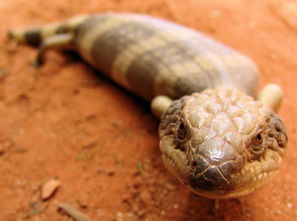 Centralian Blue Tongue Lizard (Tiliqua multifasciata), Alice Springs Reptile Centre