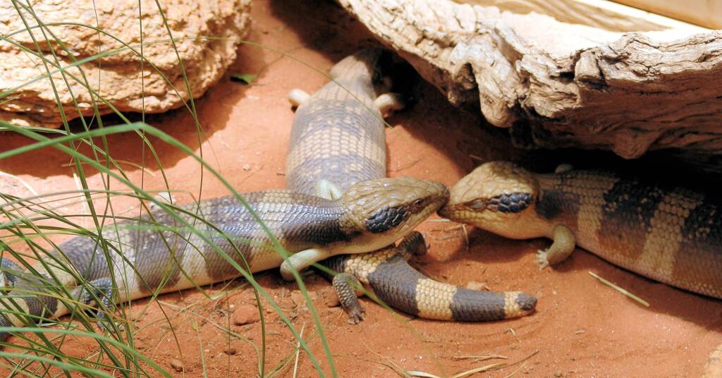 Centralian Blue Tongue Lizards (Tiliqua multifasciata), Alice Springs Reptile Centre