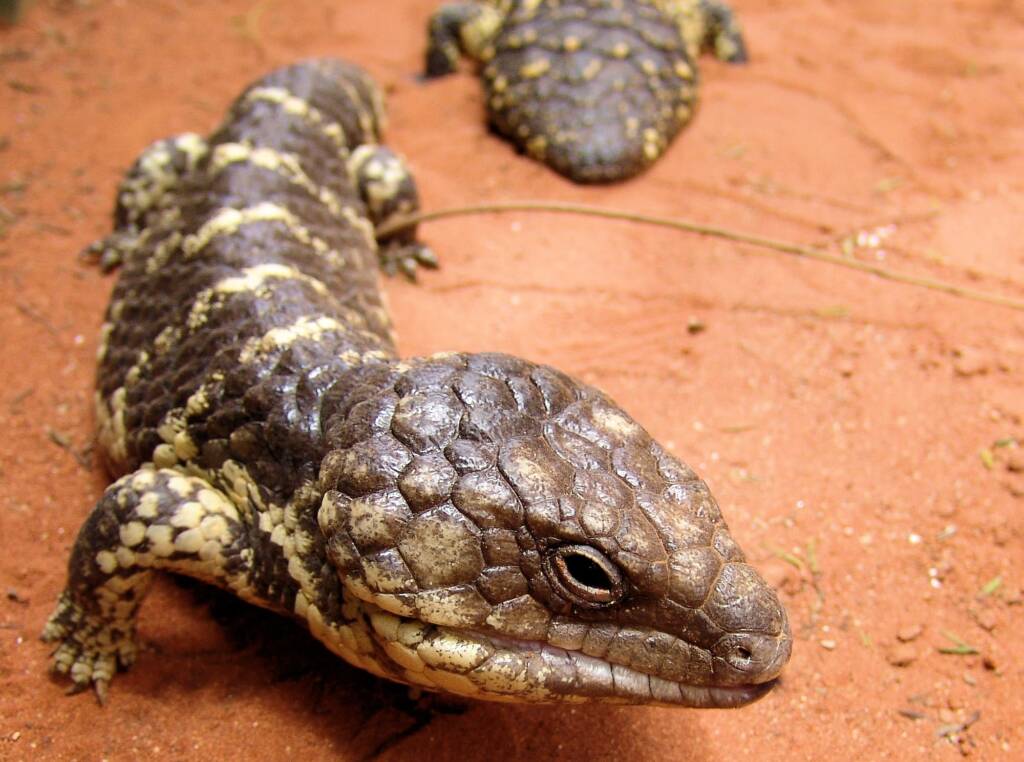 Centralian Blue Tongue Lizard (Tiliqua multifasciata), Alice Springs Reptile Centre