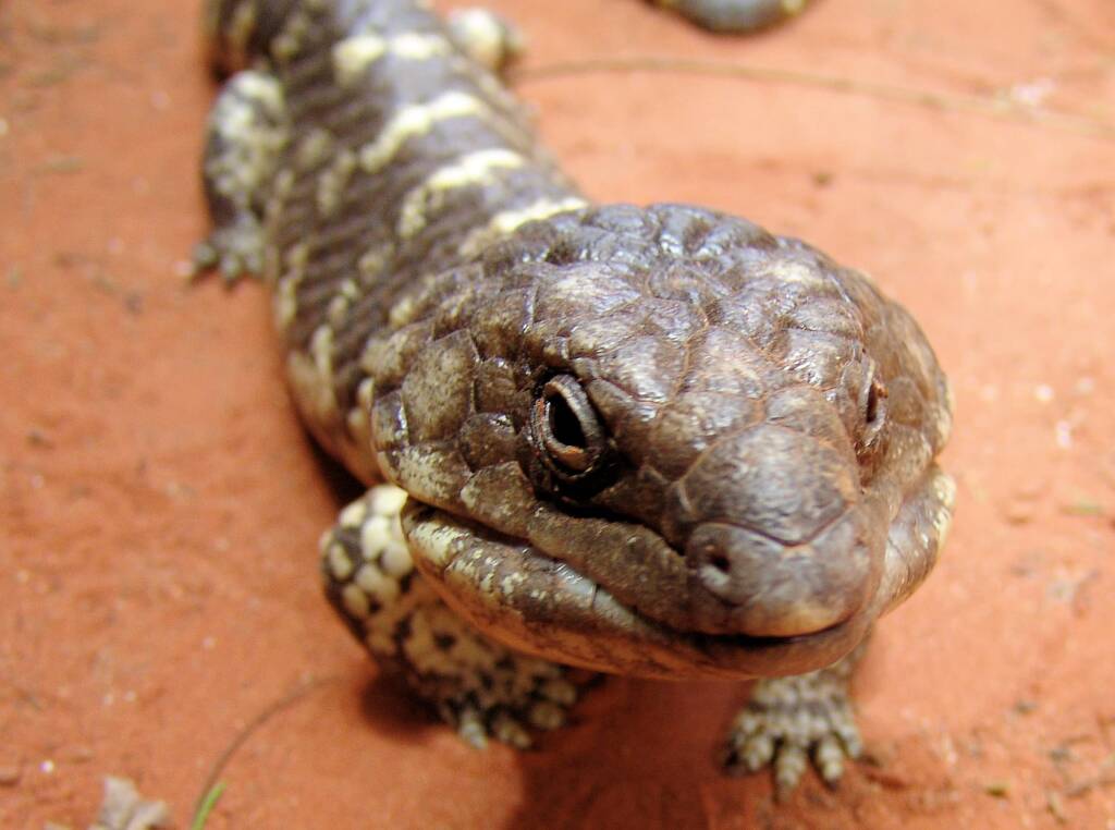 Centralian Blue Tongue Lizard (Tiliqua multifasciata), Alice Springs Reptile Centre
