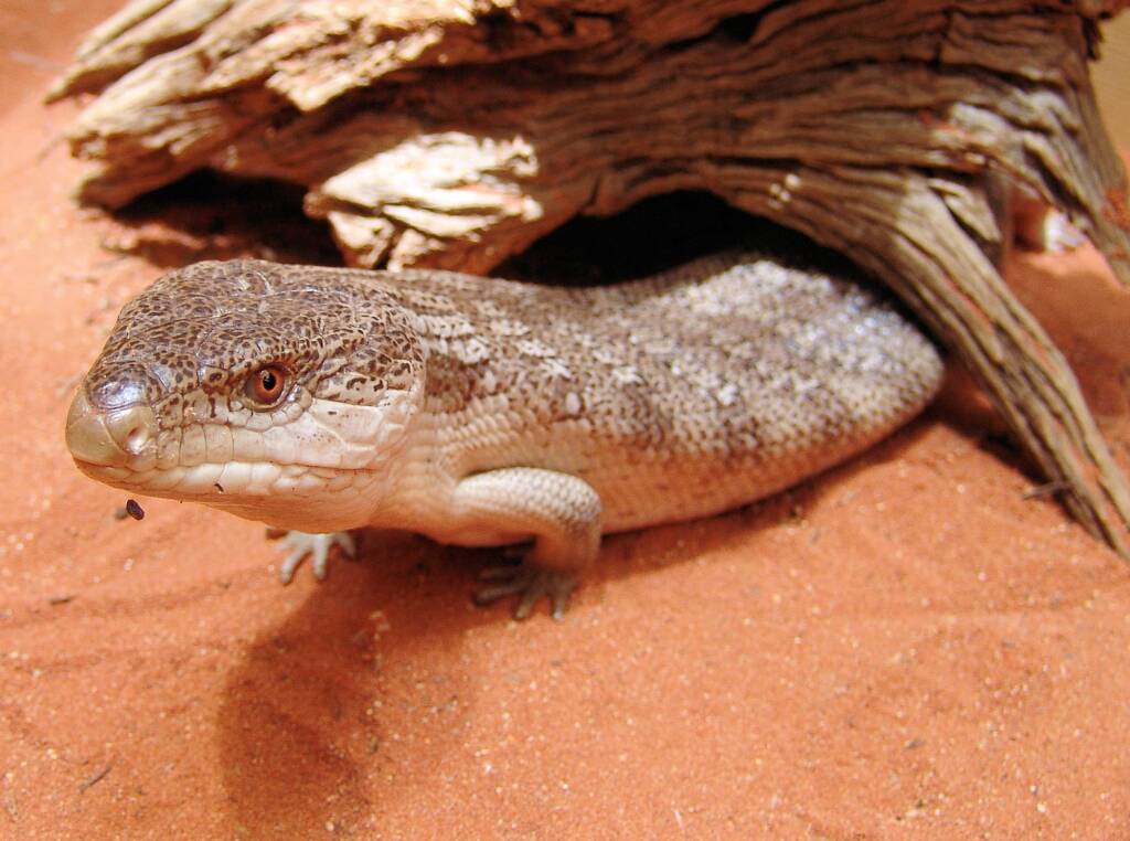 Centralian Blue Tongue Lizard (Tiliqua multifasciata), Alice Springs Reptile Centre