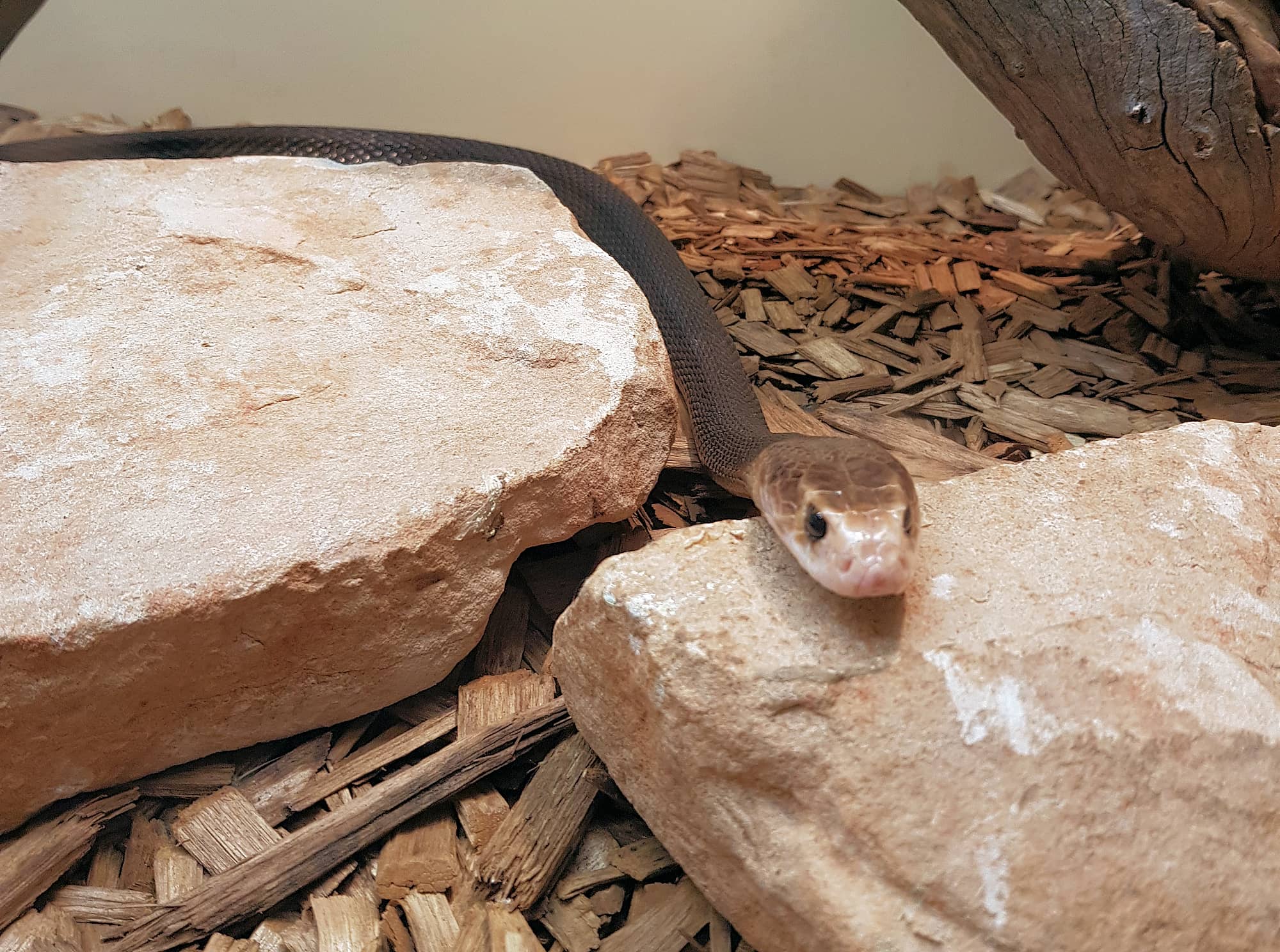Coastal Taipan (Oxyuranus scutellatus), Alice Springs Reptile Centre