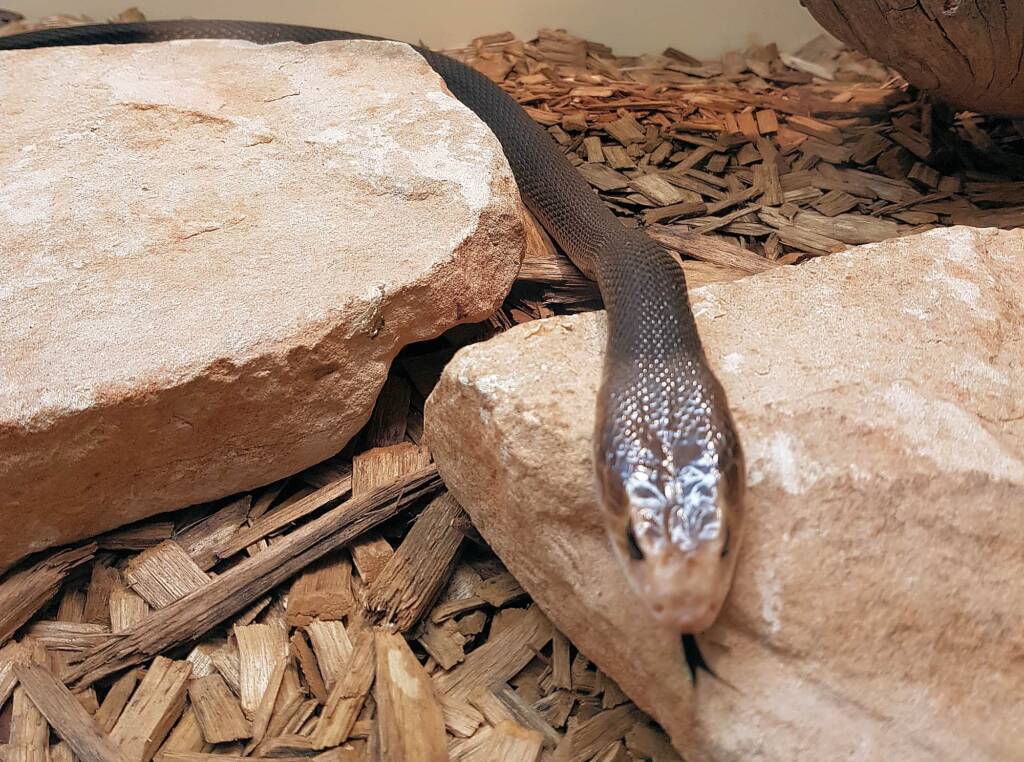 Coastal Taipan (Oxyuranus scutellatus), Alice Springs Reptile Centre