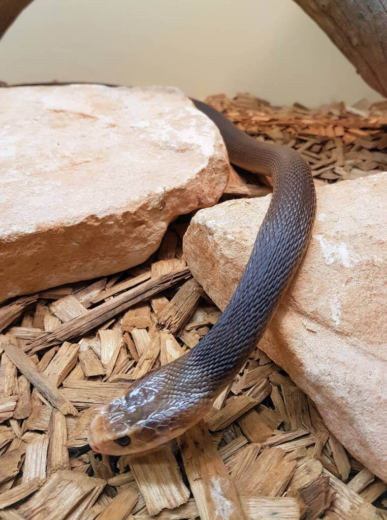 Coastal Taipan (Oxyuranus scutellatus), Alice Springs Reptile Centre