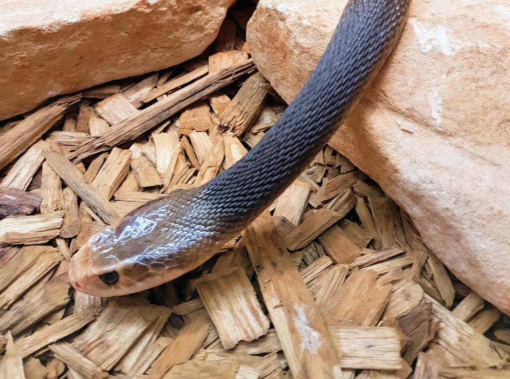 Coastal Taipan (Oxyuranus scutellatus), Alice Springs Reptile Centre