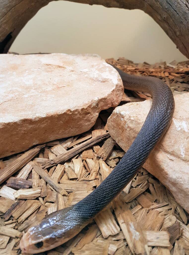 Coastal Taipan (Oxyuranus scutellatus), Alice Springs Reptile Centre
