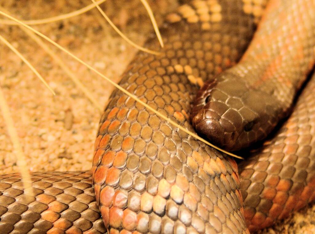 Collett's Snake (Pseudechis colletti), Alice Springs Reptile Centre