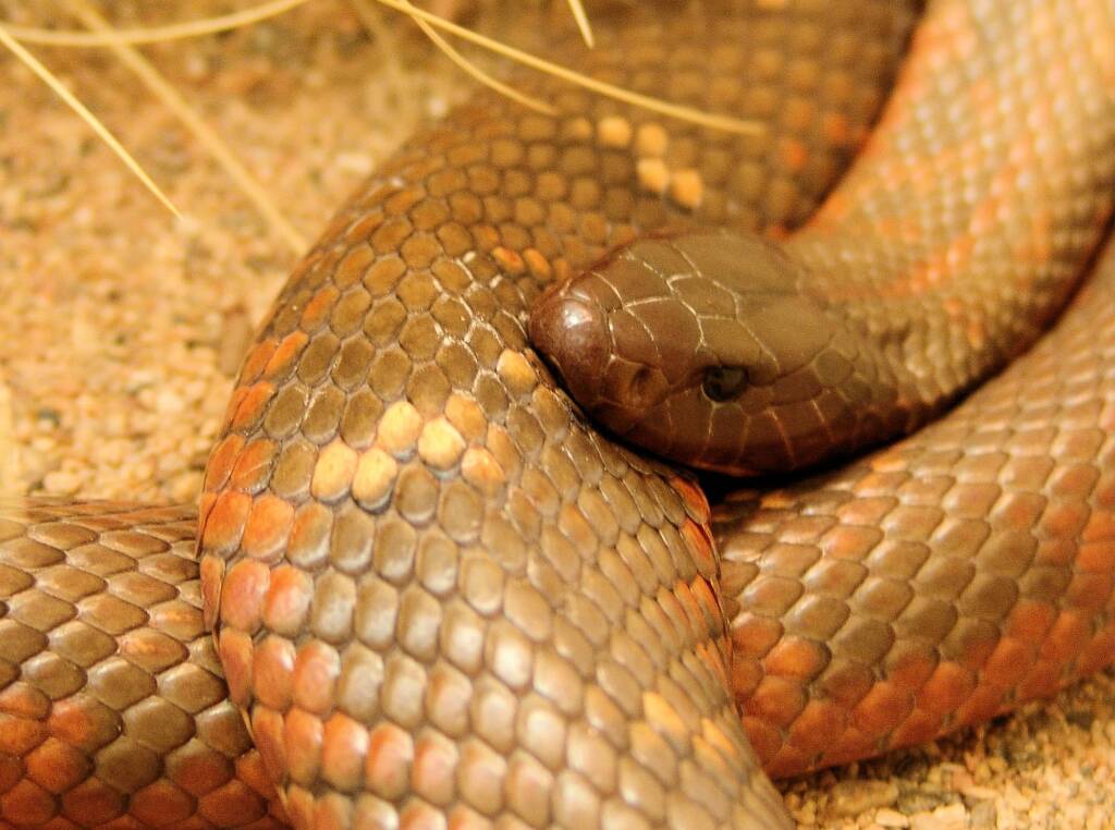 Collett's Snake (Pseudechis colletti), Alice Springs Reptile Centre
