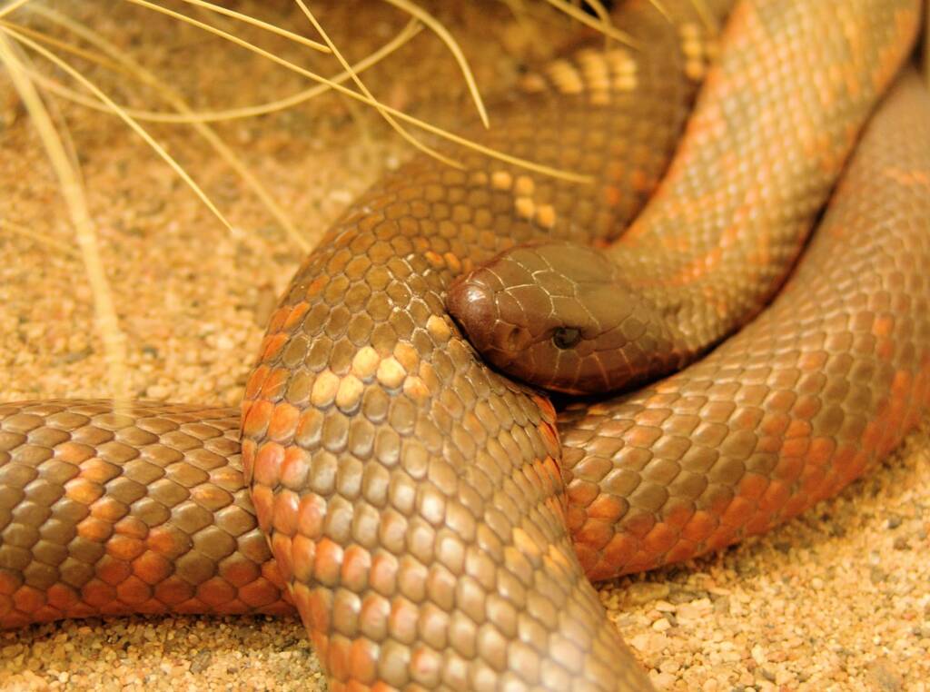 Collett's Snake (Pseudechis colletti), Alice Springs Reptile Centre