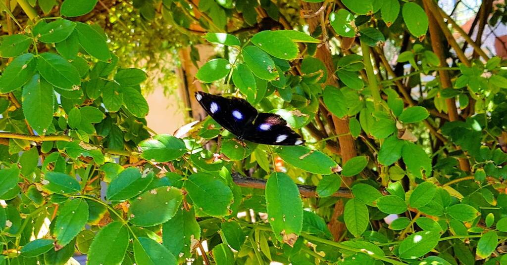 Common Eggfly Butterfly (Hypolimnas bolina)