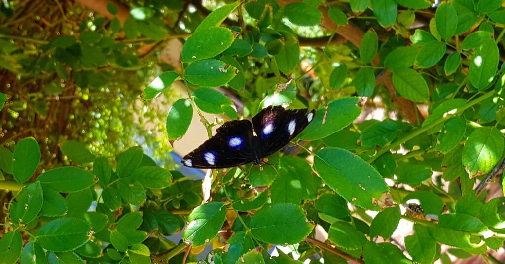 Common Eggfly Butterfly (Hypolimnas bolina)