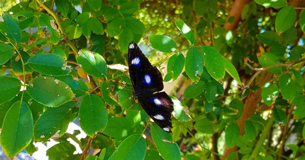 Common Eggfly Butterfly (Hypolimnas bolina)