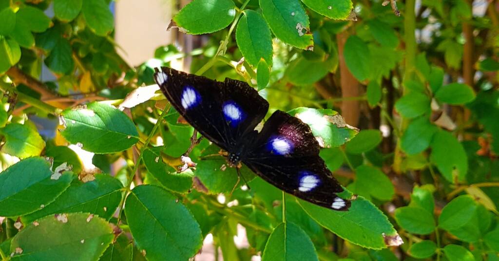 Common Eggfly Butterfly (Hypolimnas bolina)