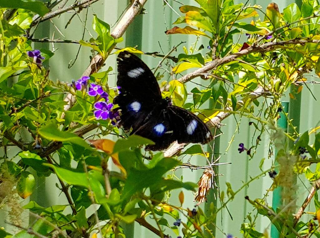 Common Eggfly Butterfly (Hypolimnas bolina)