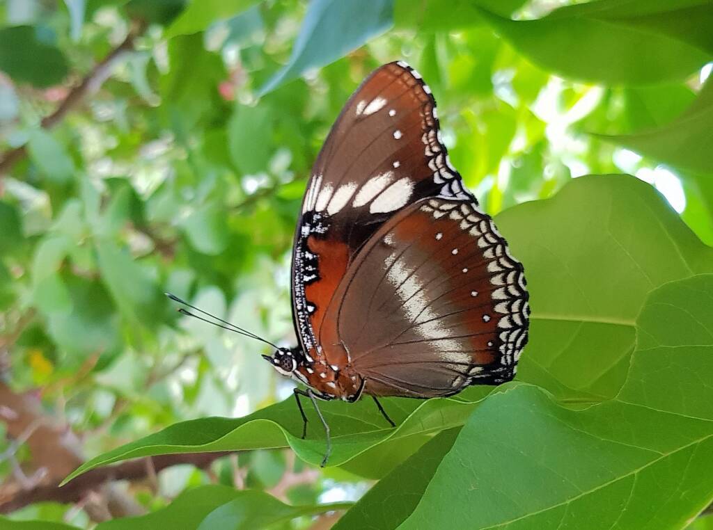 Common Eggfly Butterfly (Hypolimnas bolina)