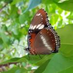 Common Eggfly Butterfly (Hypolimnas bolina)