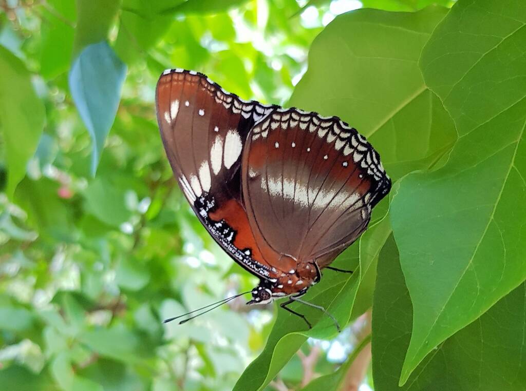 Common Eggfly Butterfly (Hypolimnas bolina)