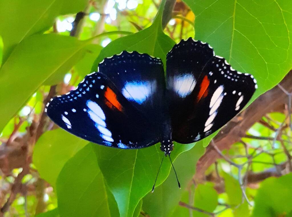 Common Eggfly Butterfly (Hypolimnas bolina)
