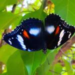 Common Eggfly Butterfly (Hypolimnas bolina)