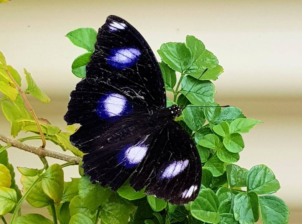 Blue Moon Butterfly (Hypolimnas bolina)