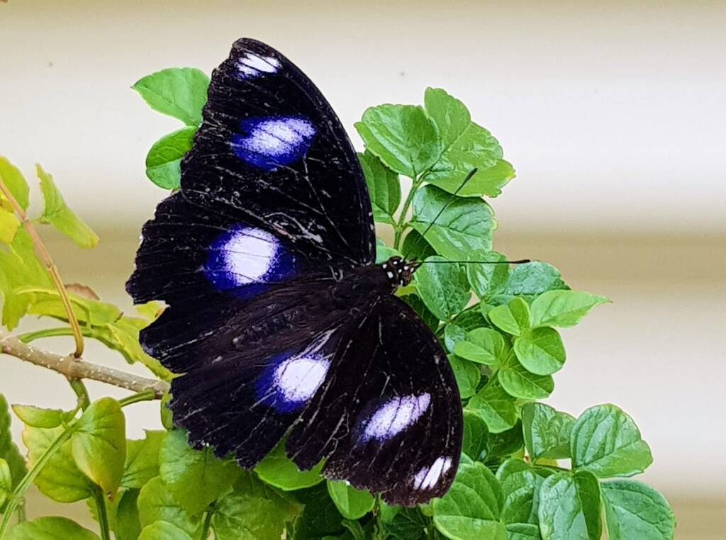 Blue Moon Butterfly (Hypolimnas bolina)