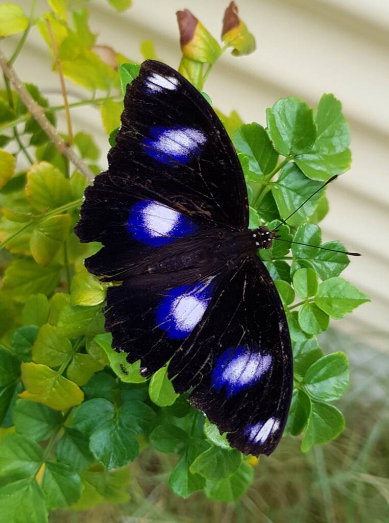 Blue Moon Butterfly (Hypolimnas bolina)