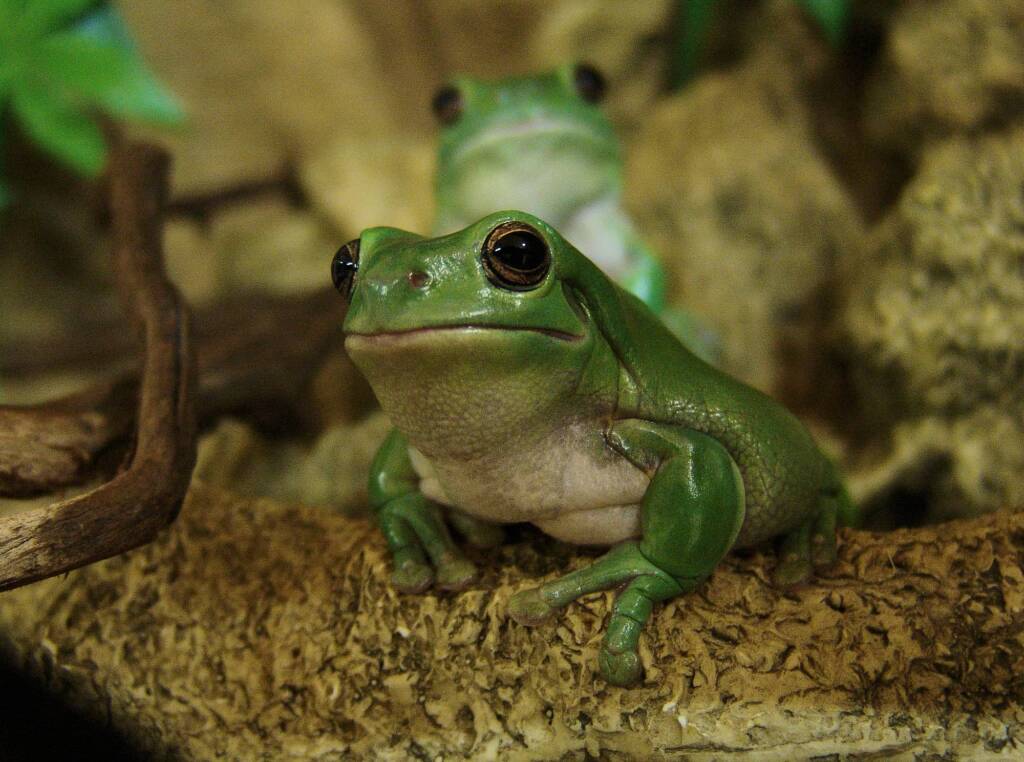 Common Green Tree Frog (Ranoidea caerulea), Alice Springs Reptile Centre