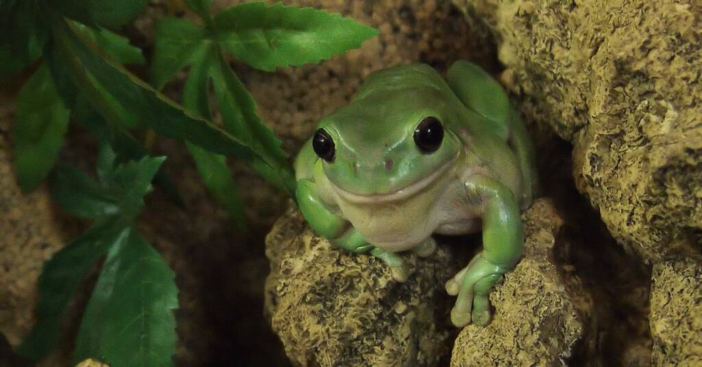 Common Green Tree Frog (Ranoidea caerulea), Alice Springs Reptile Centre
