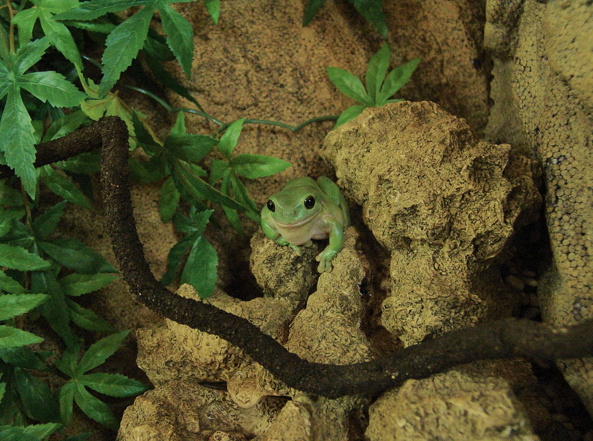 Common Green Tree Frog (Ranoidea caerulea), Alice Springs Reptile Centre