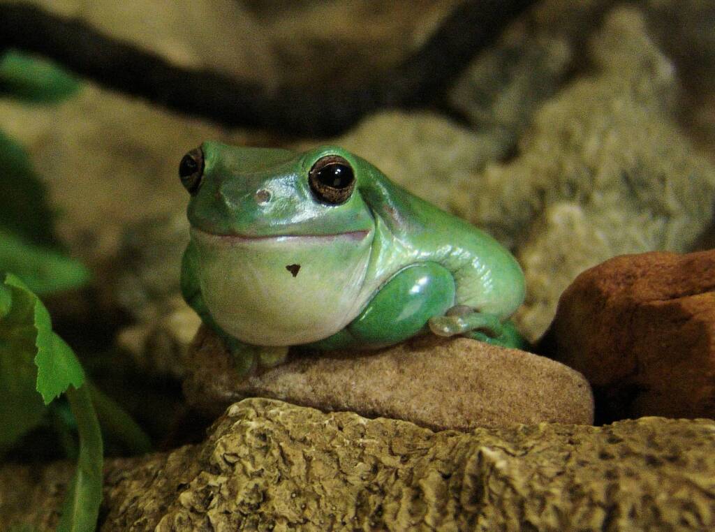 Common Green Tree Frog (Ranoidea caerulea), Alice Springs Reptile Centre