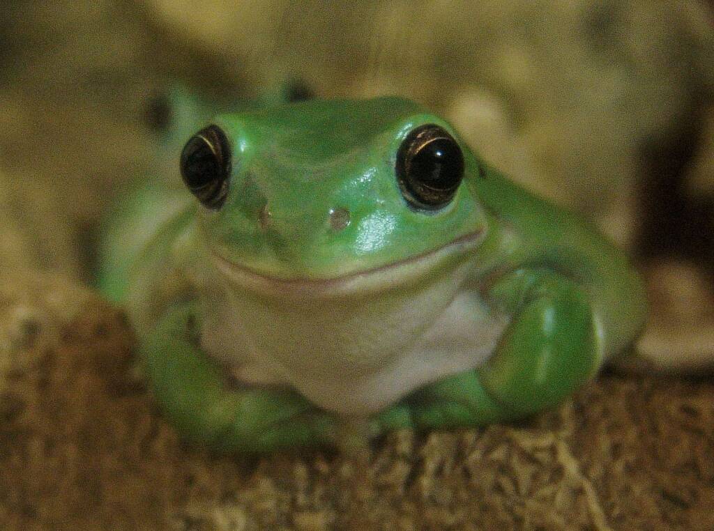 Common Green Tree Frog (Ranoidea caerulea), Alice Springs Reptile Centre