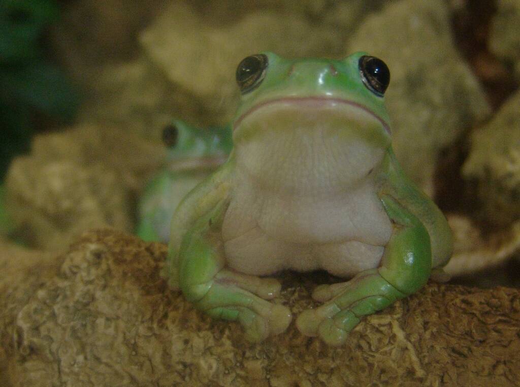 Common Green Tree Frog (Ranoidea caerulea), Alice Springs Reptile Centre