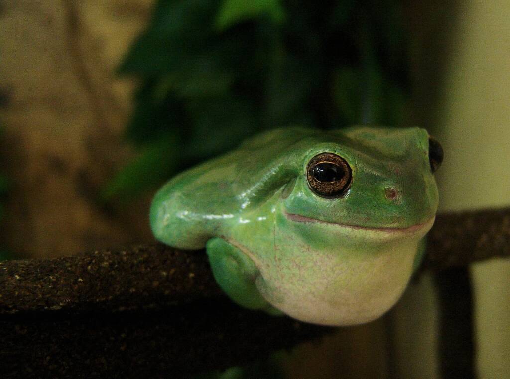 Common Green Tree Frog (Ranoidea caerulea), Alice Springs Reptile Centre